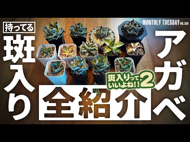 Agave] Introducing all the variegated agave plants I'm currently