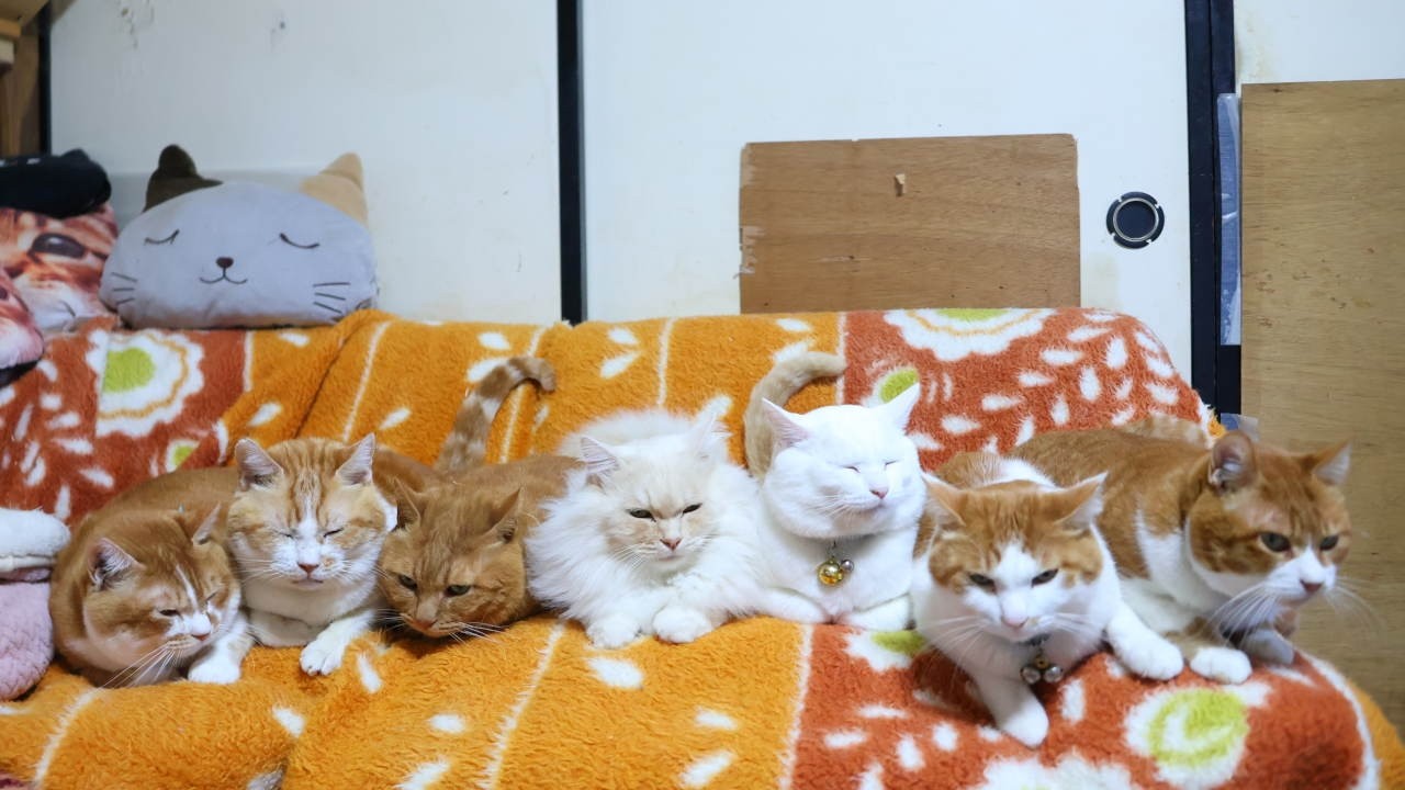 7匹の茶白猫たち 260228 - YouTube