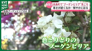 色とりどりのブーゲンビリアが咲き誇る 寒さが続く中…春のような気分を