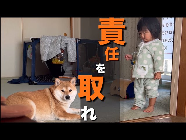 柴犬＆1歳児コンビが家中で大暴れ。優しいパパが許してくれない日