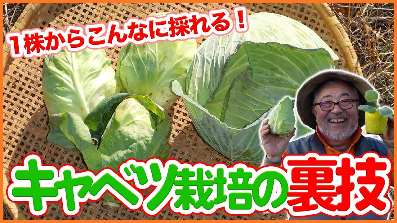 You can get this much from just one cabbage plant in your home