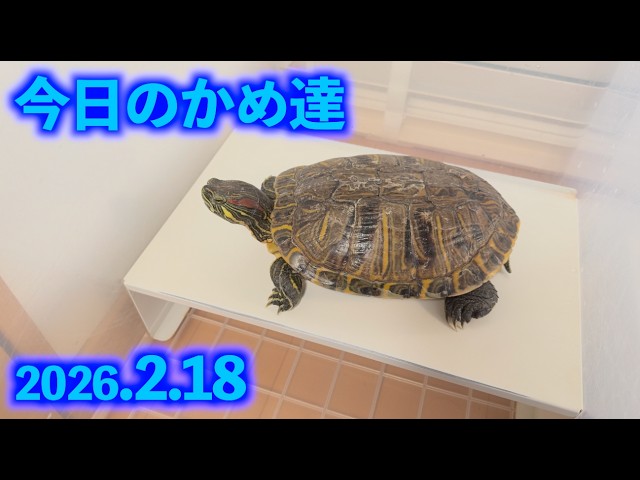 今日のかめ達 2026,2,18 - YouTube