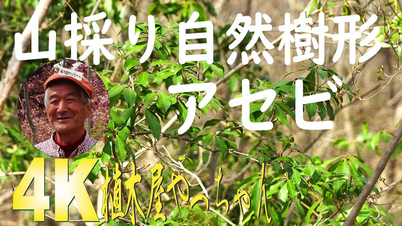 山採り地内の風に揺れるアセビ 2022 - YouTube