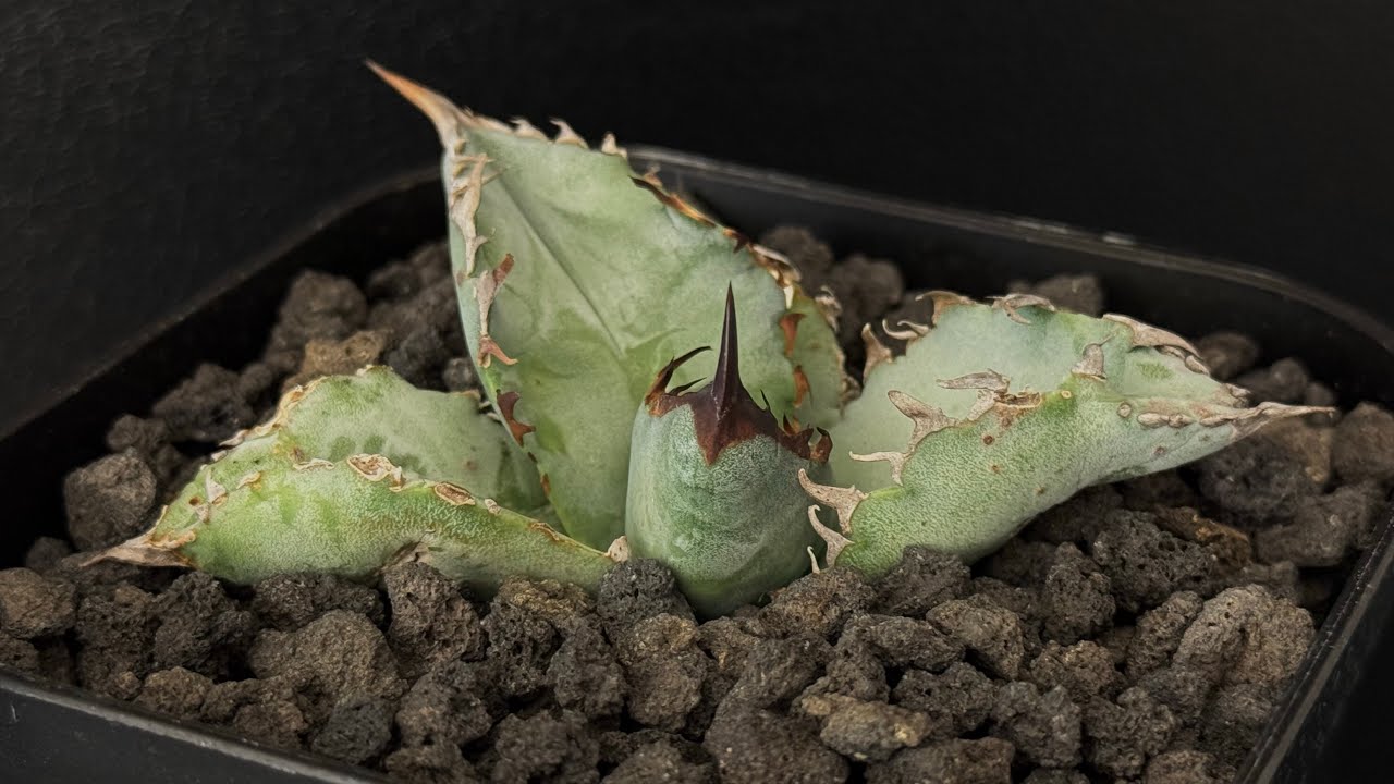 アガベ・チタノタ ビースト-001（芽）｜agave titanota beast | Plu