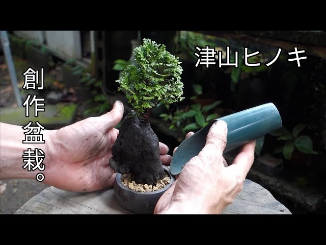 Bonsai diary/盆栽日記 ♯115「石と苔と津山ヒノキの組合せで創作盆栽