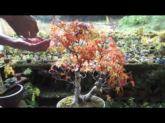山採りから17年ほどのイロハモミジ（剪定 ） ♯592 - YouTube