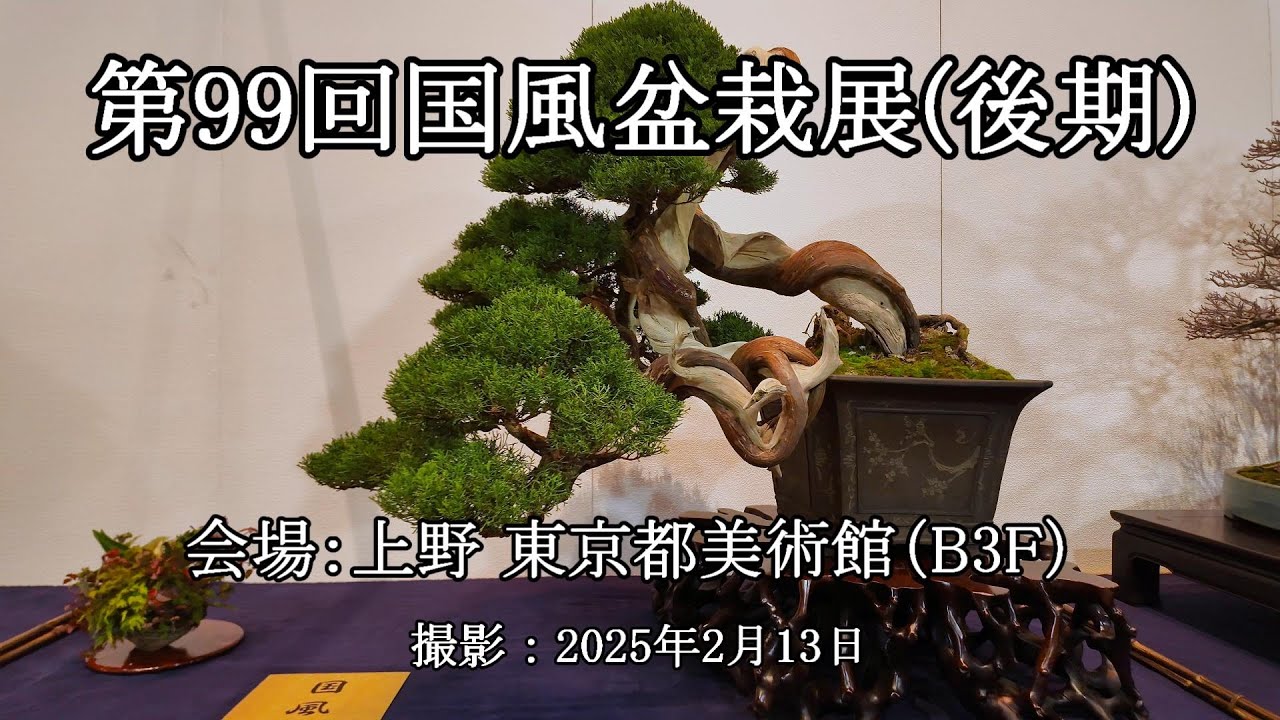 第99回国風盆栽展(後期 B3F) = 主催：日本盆栽協会 = [4K] The 99th