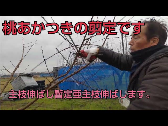 January 14, 2023 Pruning of Akatsuki peach trees (4.5 years old