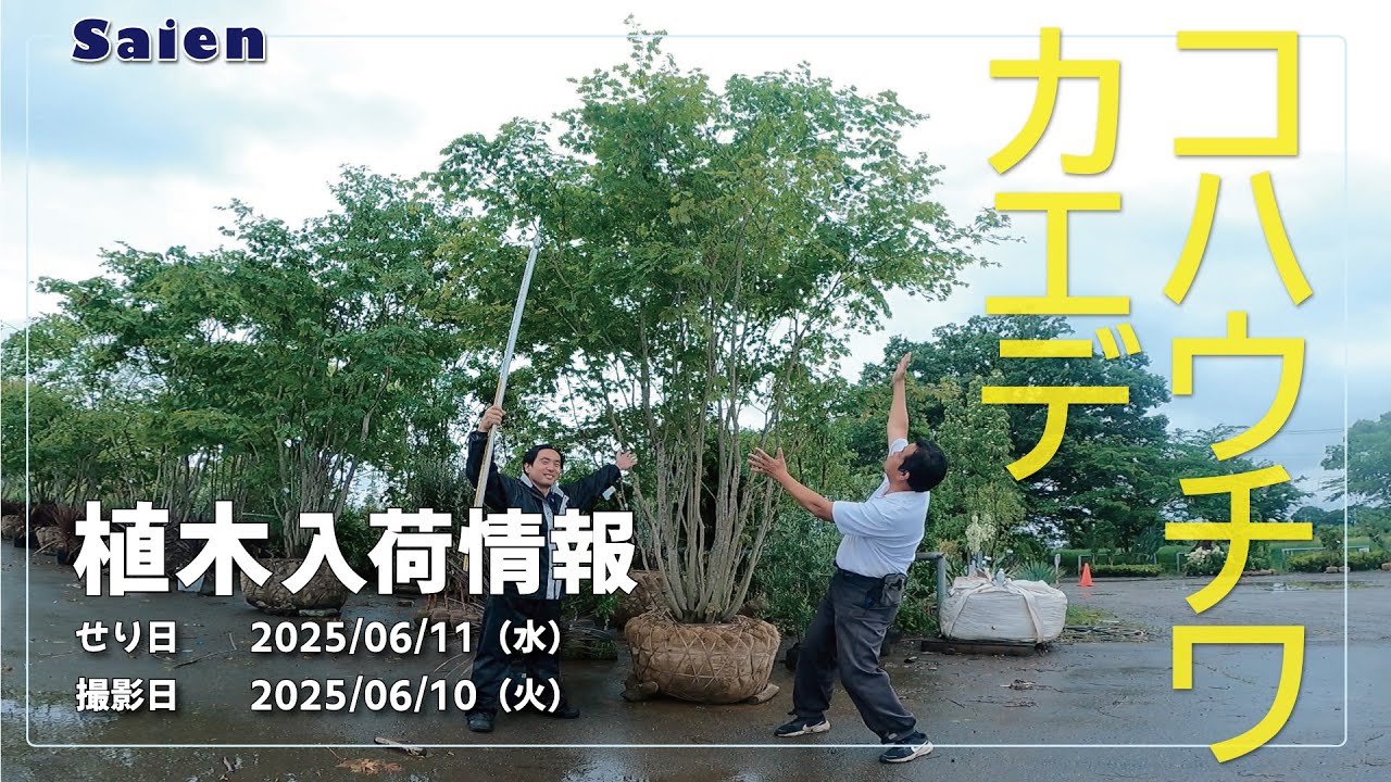 Saien】植木入荷情報（2025/06/10 11:00頃）【コハウチワカエデ