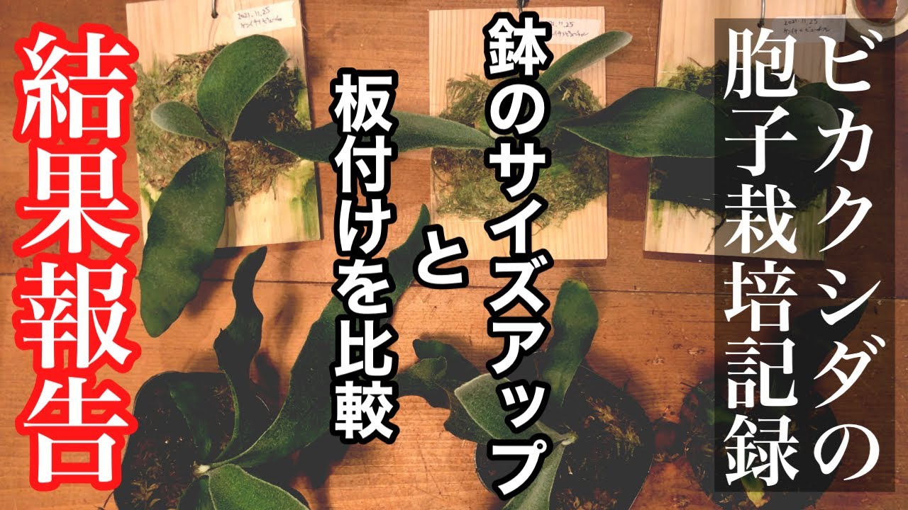 ビカクシダ】胞子栽培の板付け＆鉢のサイズアップの結果報告 コウモリ