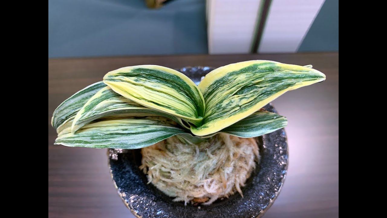 万年青おもと】獅子オモトの人気No.1！四君子が萬遊賞に！【日本の観葉