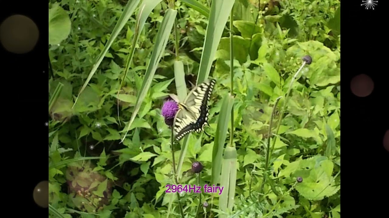 2964Hzチューナー 「復活」 - マドモアゼル・愛公式ショップ