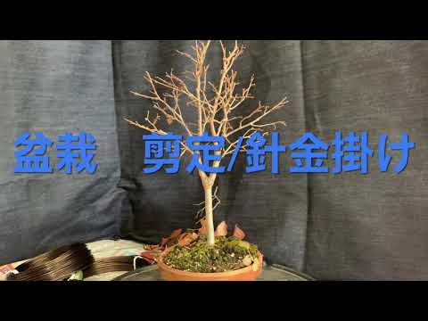 ケヤキ盆栽の剪定と針金掛け Zelkova bonsai pruning and wire hanging