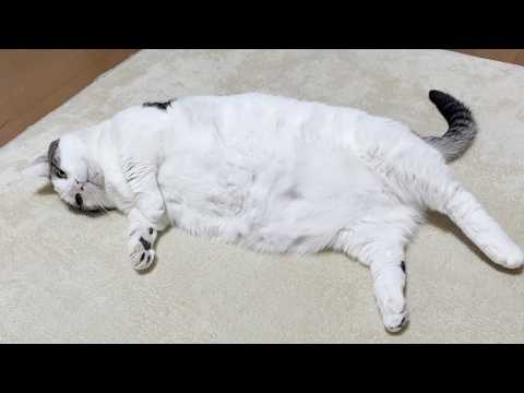 A cat having its butt examined at the hospital - YouTube