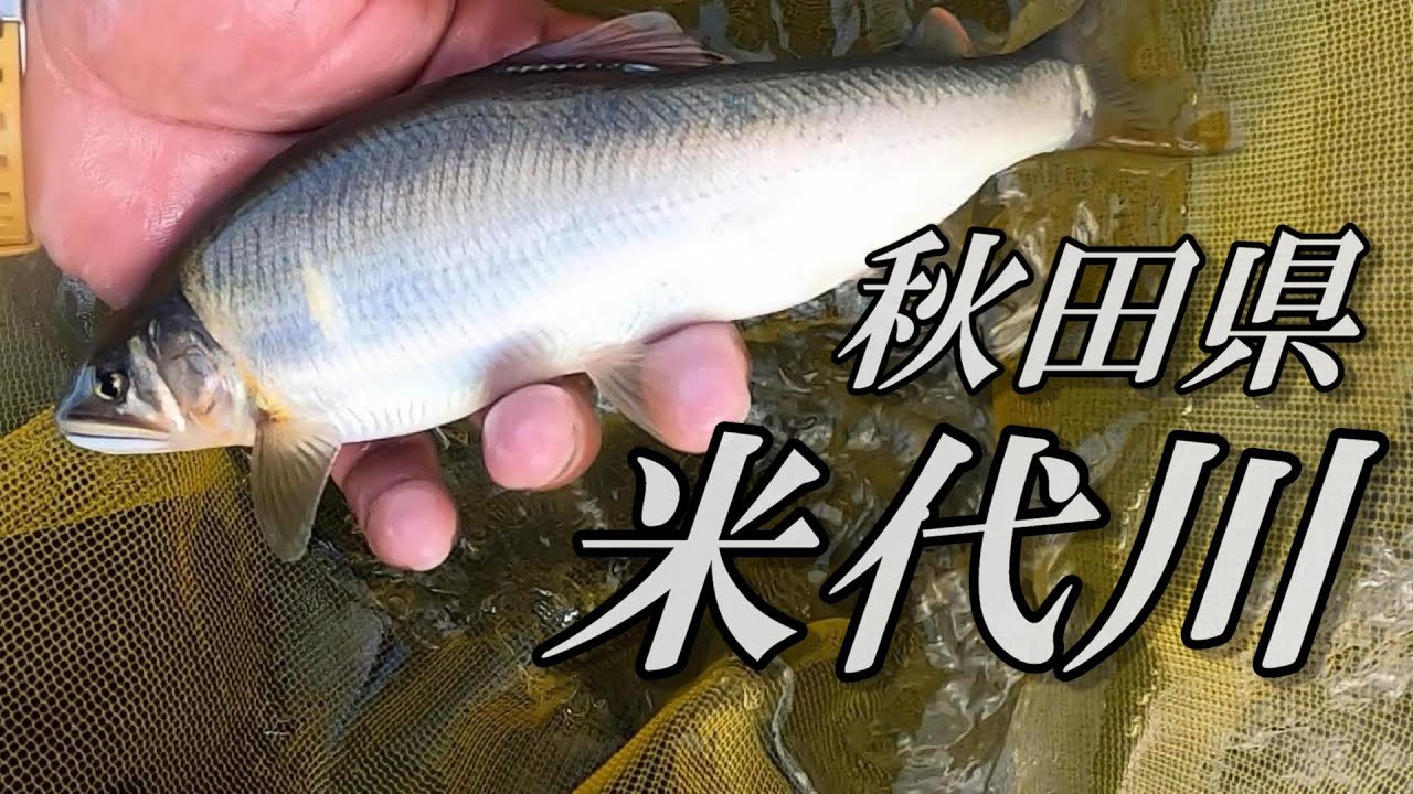 Ayu fishing in the great river of Tohoku, Yoneshiro River, Akita