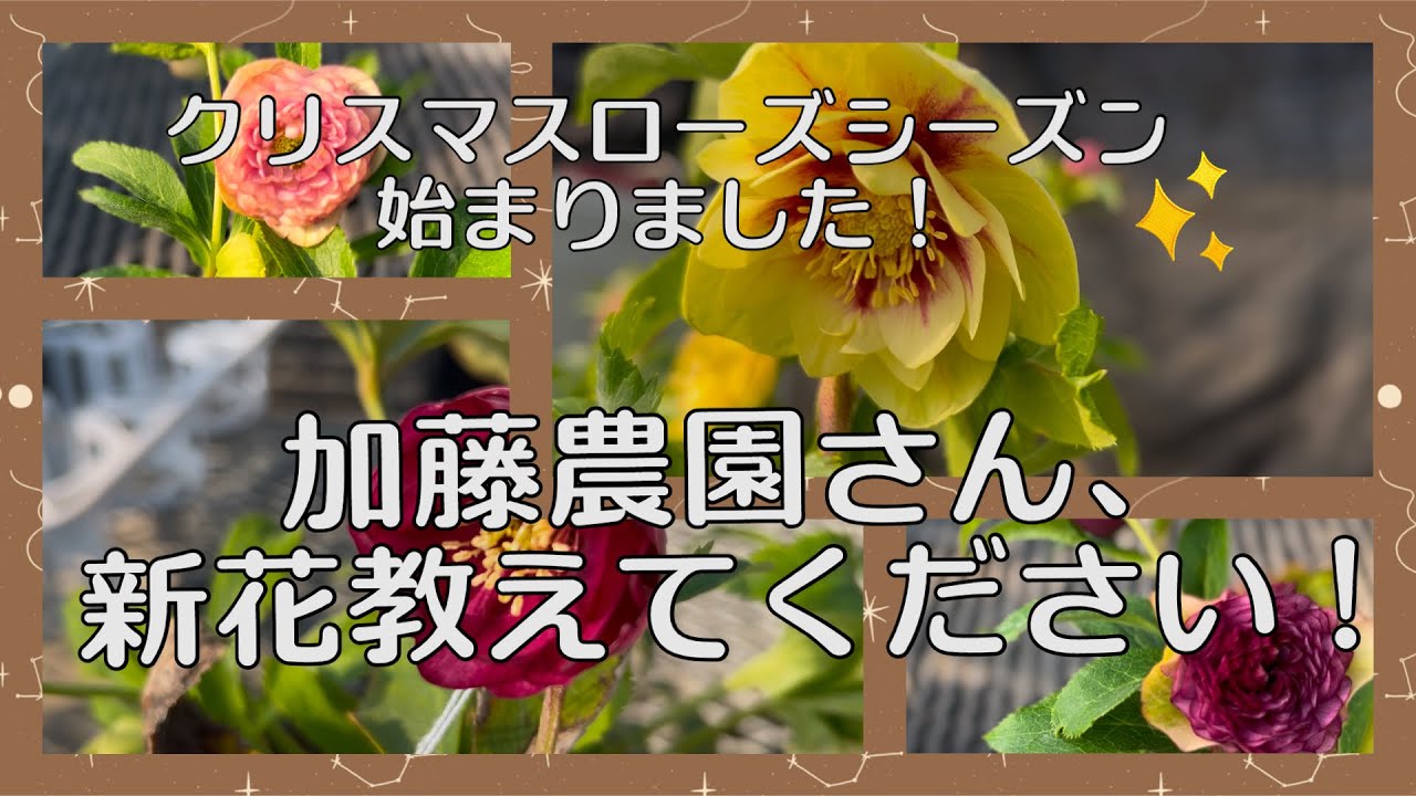 クリスマスローズシーズン始まりました！加藤農園さん、新花教えて