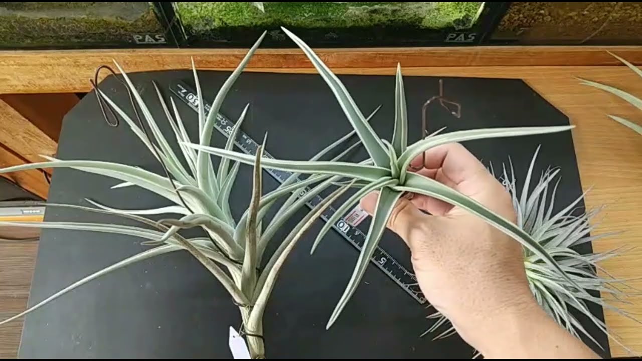 ロッテアエ(Tillandsia lotteae)を株分けします (エアープランツ