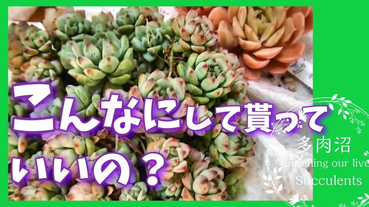 多肉植物】#13 たにゆさん。こんなにしてもらっていいの？ たにゆさん