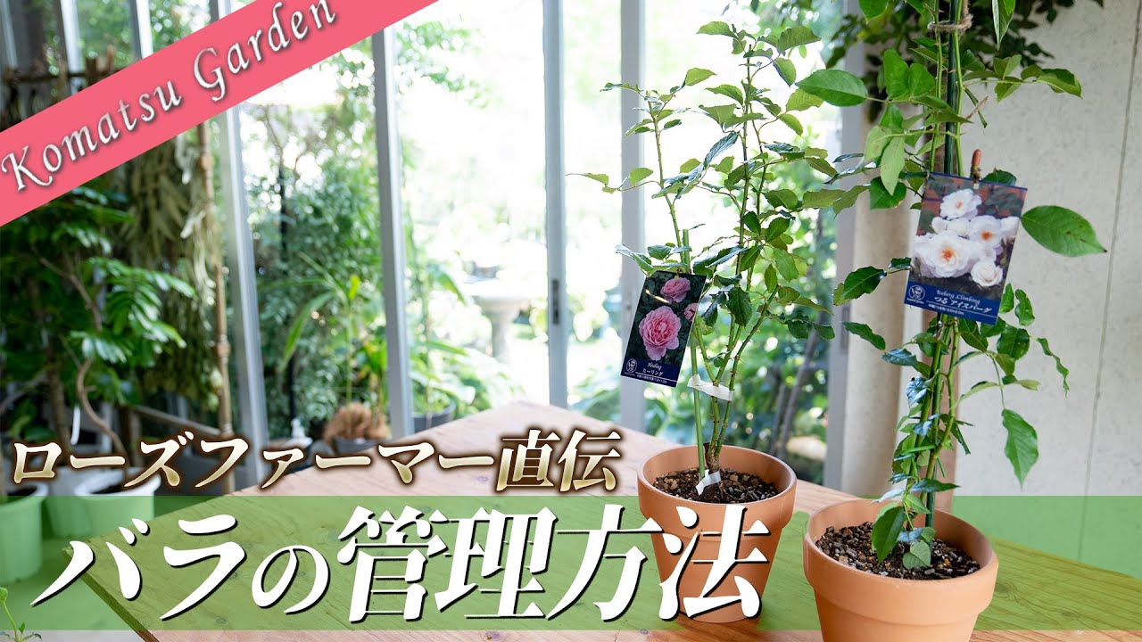 バラの新苗】新苗の鉢増し後の管理 - YouTube