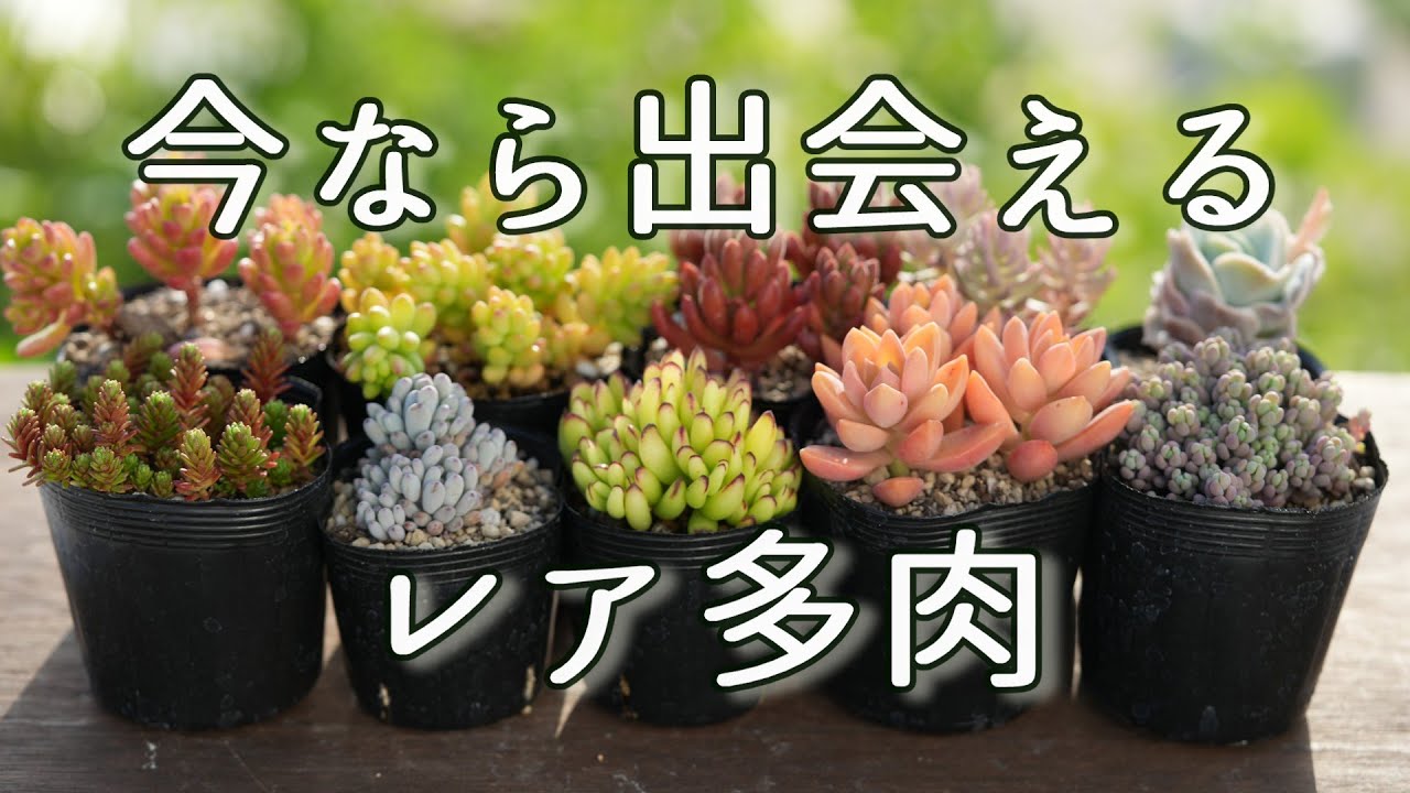 540【出会ったら即買い】育てて楽しいお宝多肉。 - YouTube