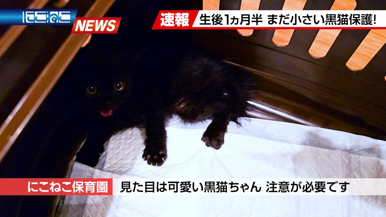 Nikoneko News] The enrollment rush is unstoppable! - YouTube