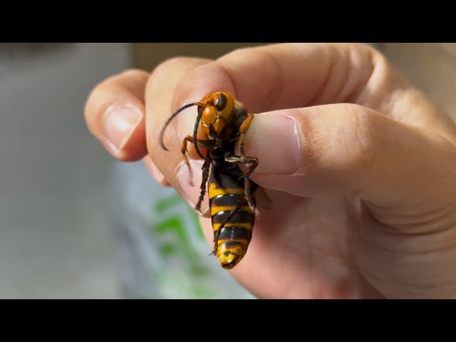 The breeding behavior of giant hornets is scary - YouTube