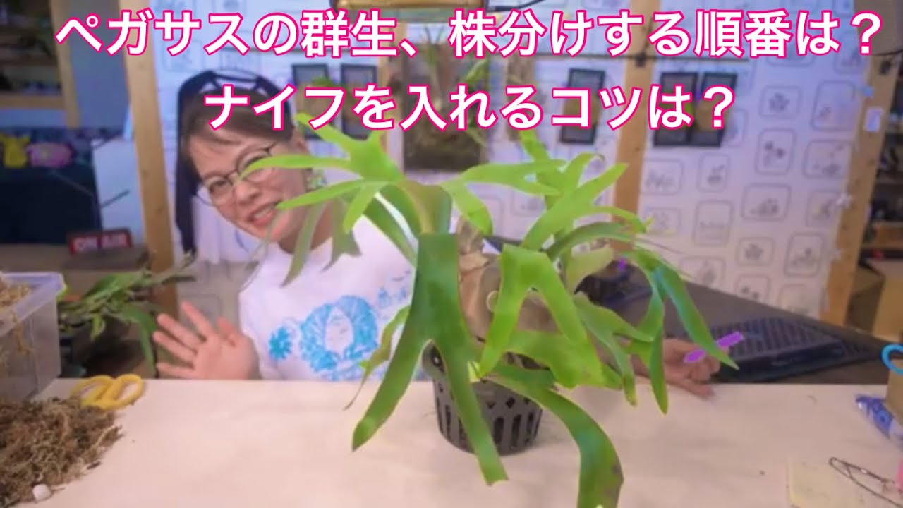 P.Pegasus ビカクシダ ペガサスの群生の株分けと、板付け致しました