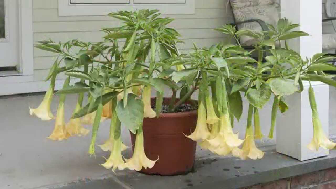 maxresdefault.jpg?sqp=-