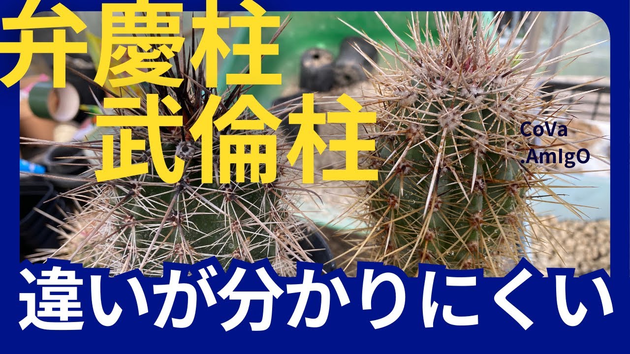 How to distinguish between the Takemichi Pillar and the Benkei