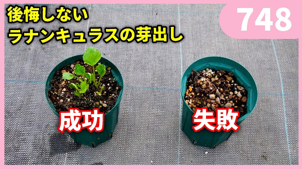 Tips for sprouting Ranunculus Lux so you won't regret it by