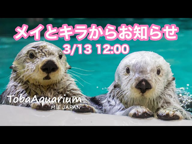 鳥羽水族館》メイとキラからお知らせ - YouTube
