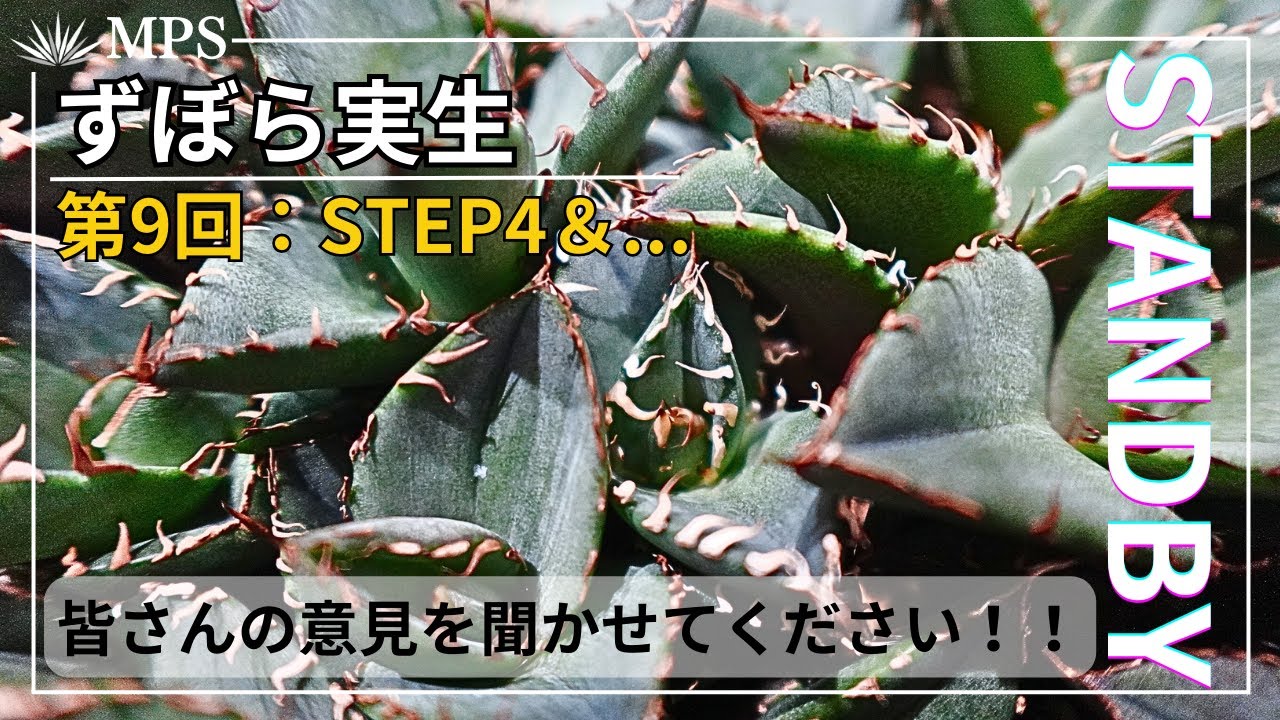 アガベ実生】選抜目前でやるべきこととは何か？STEP4の解説と今後の