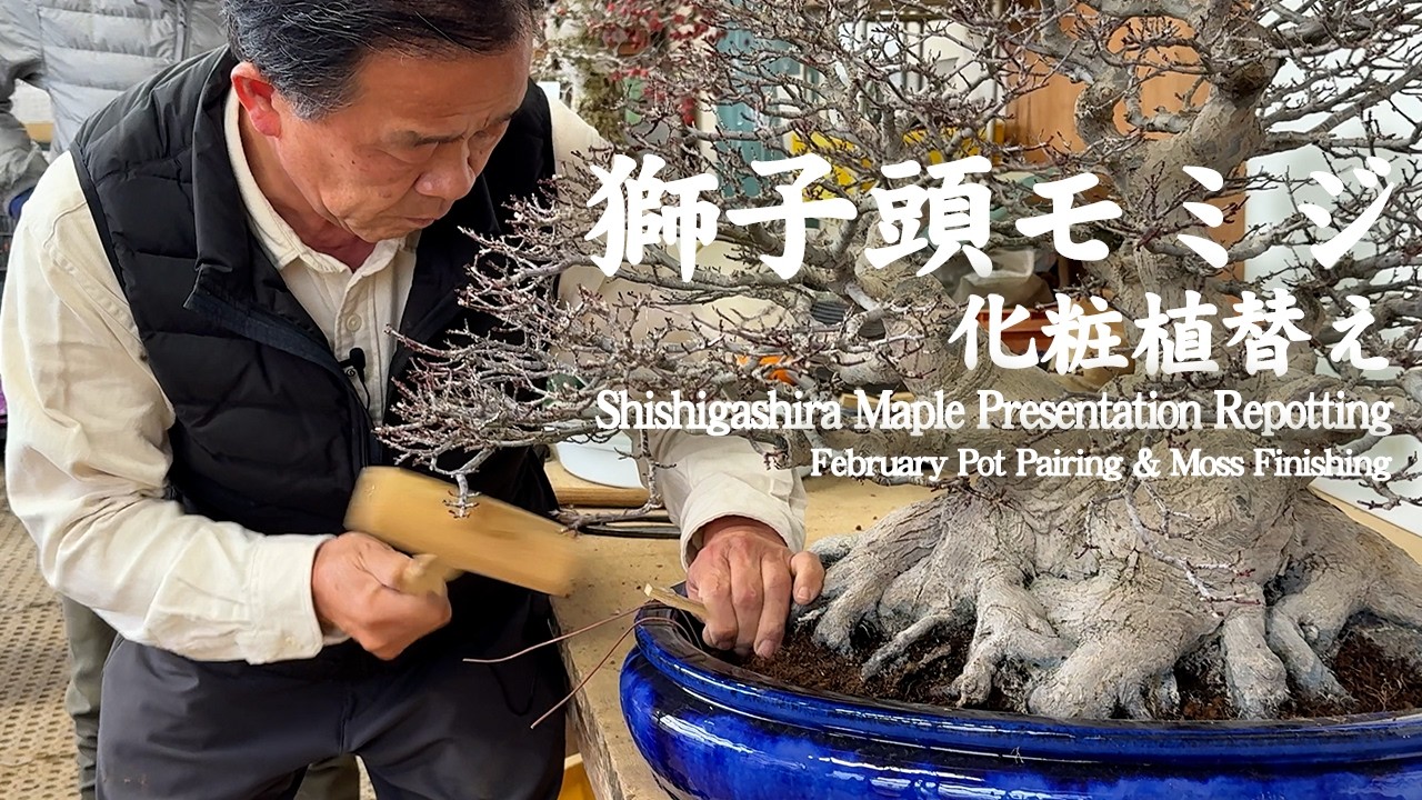 Shishigashira Maple Presentation Repotting — February Pot Pairing