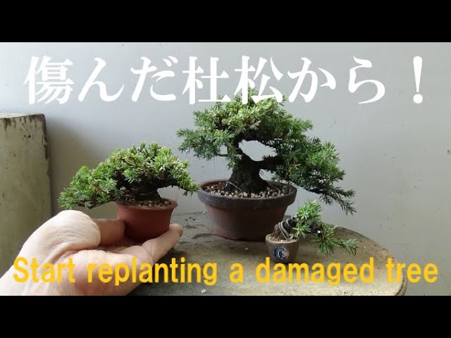 盆栽工房 春嘉 ＃70 ご機嫌な杜松は、剪定可 Tosho in a good mood can