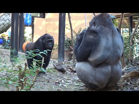 モモタロウ怒る‼︎ 3⭐️ゴリラ gorilla【京都市動物園】Father