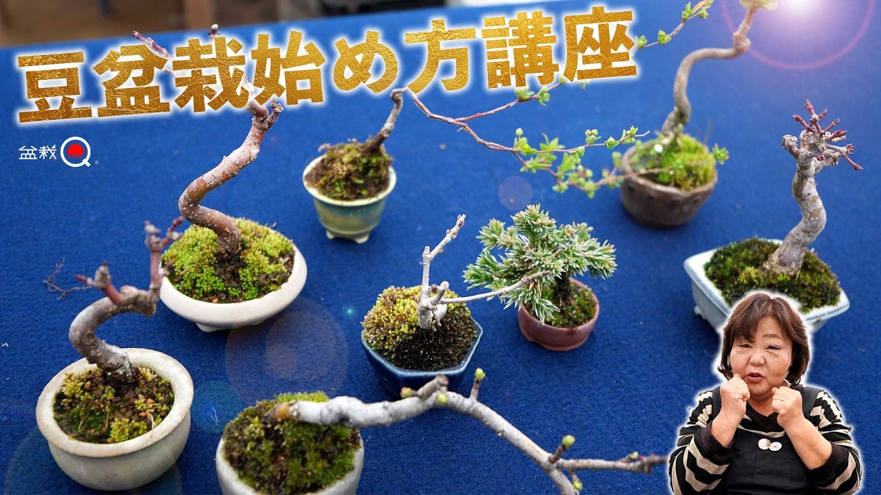 Shishigashira Maple Presentation Repotting — February Pot Pairing