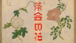 利休の裏事情🥷茶席の花🌺と夜🌔の女王👸『東都茶会記』『茶話指月集