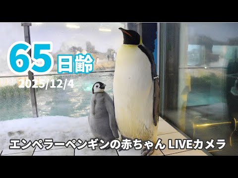 アーカイブ】エンペラーペンギンの赤ちゃんライブカメラ（2025/12/4