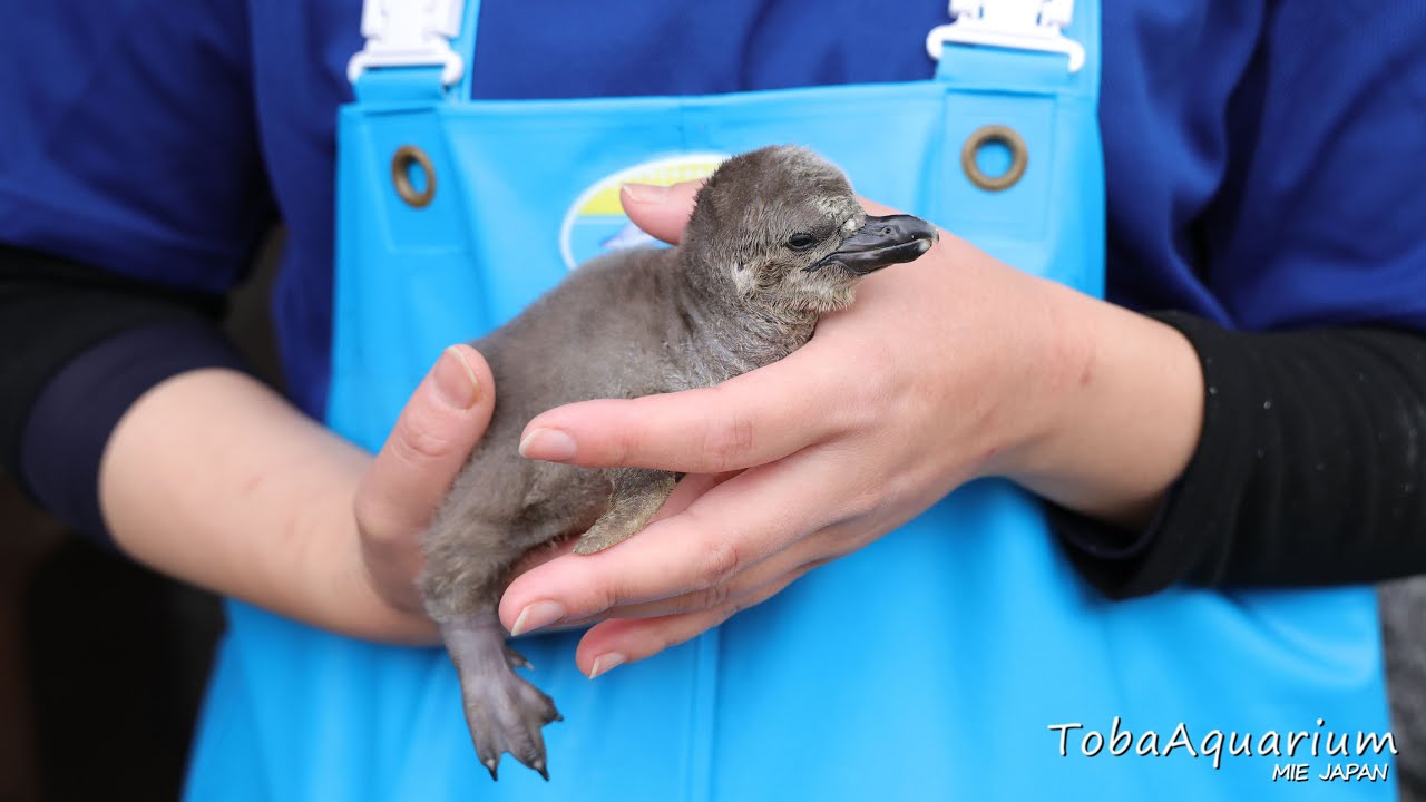 鳥羽水族館》フンボルトペンギンの赤ちゃんが誕生しました！ - YouTube