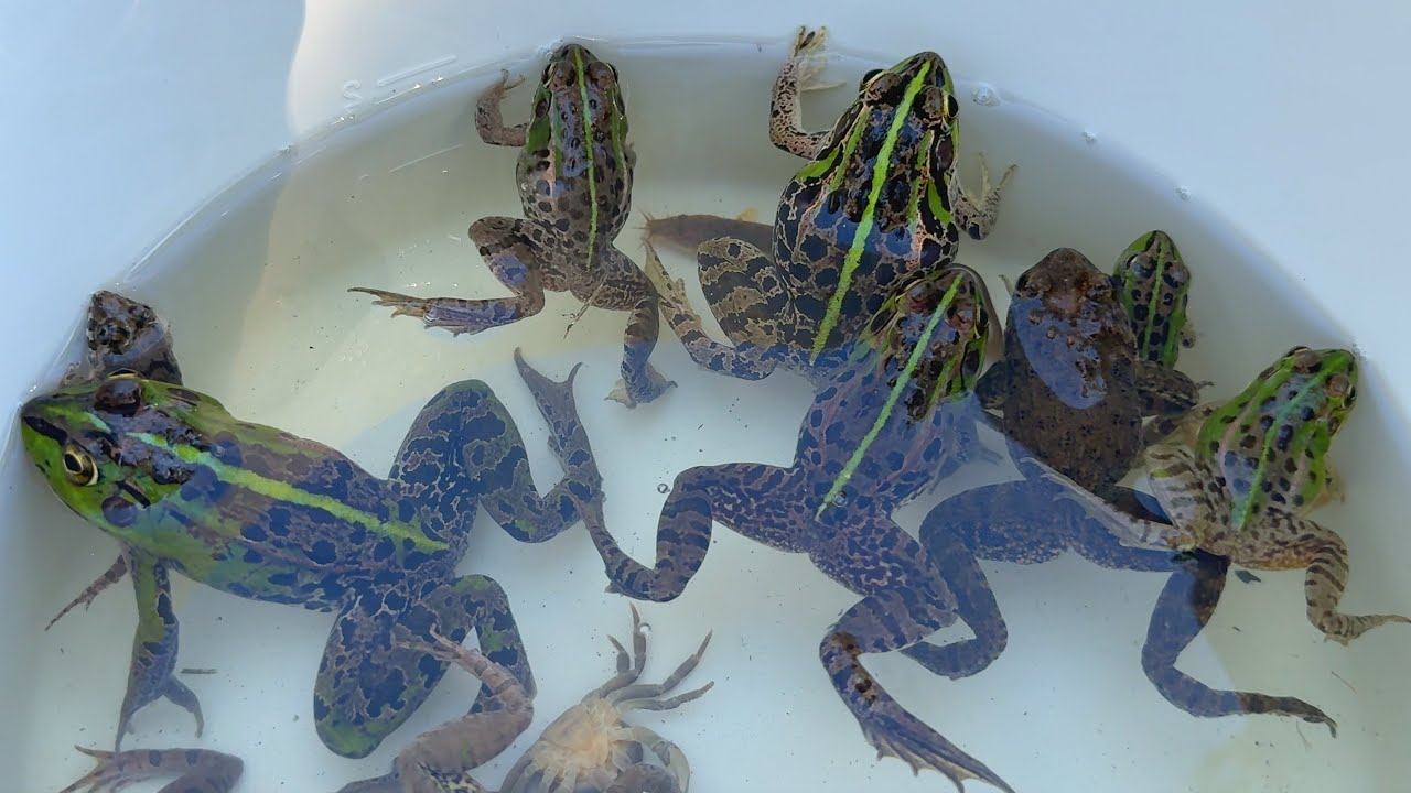 I caught a lot of beautiful Japanese frogs, including Japanese