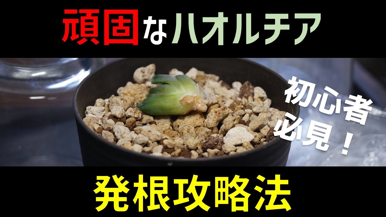 動きのないハオルチアを発根させる方法♪【多肉植物ハオルシアの簡単な