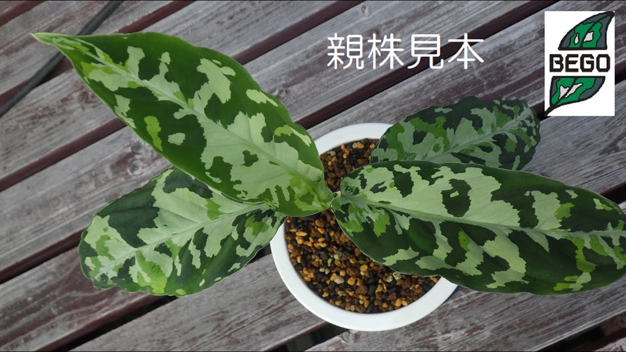 ☆BEGO-SELECT☆Aglaonema pictum 