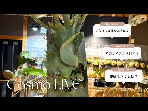 Platycerium ビカクシダ コスモの株分をヤフオクに出品します 2026.2,1