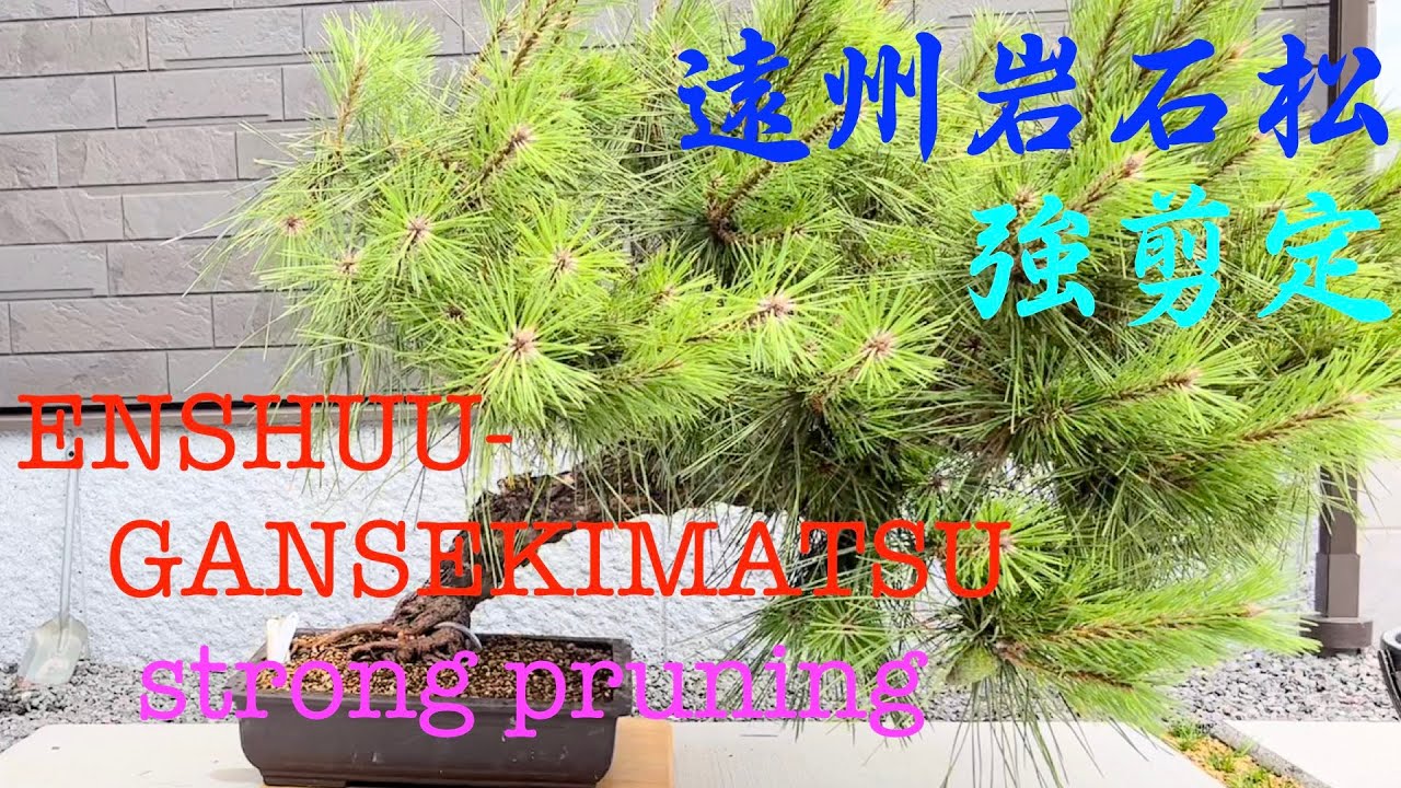 黒松盆栽】遠州岩石松 素人が強剪定するとこうなる/[Jpanese black