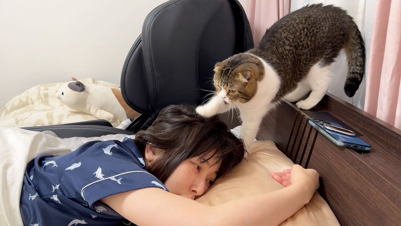 朝5時半にママの頭を掘り掘りして起こす猫さん。何とか起こすことに