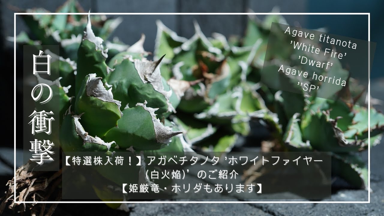 特選株入荷！】アガベチタノタ 'ホワイトファイヤー (白火焔)'のご紹介