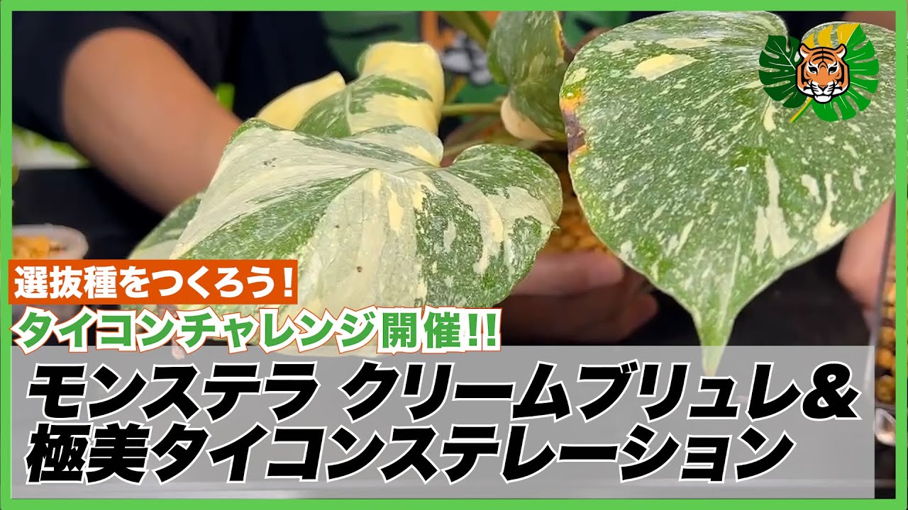 モンステラ】超綺麗なデリシオーサ 'タイコンステレーション'×2と