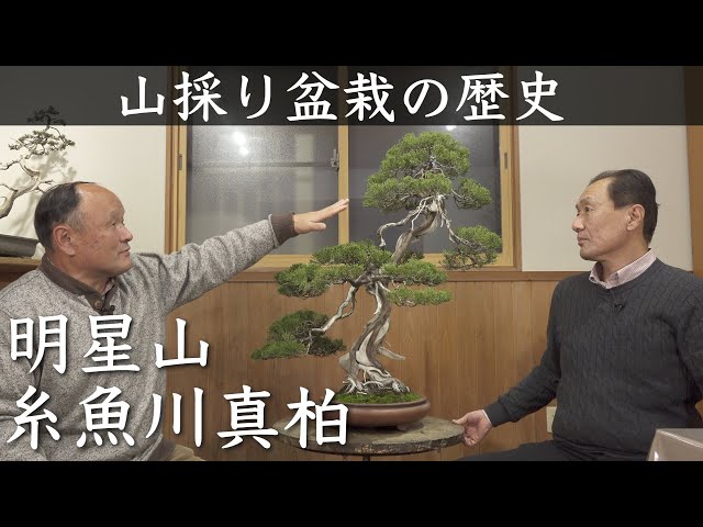 糸魚川真柏②】山取り盆栽の歴史 | 新潟県糸魚川市明星山【西川盆栽園