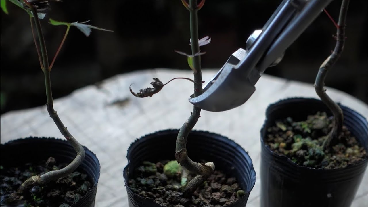 Bonsai diary】 モミジの素材作り‐山採り苗 2年目（2） ♯288 - YouTube