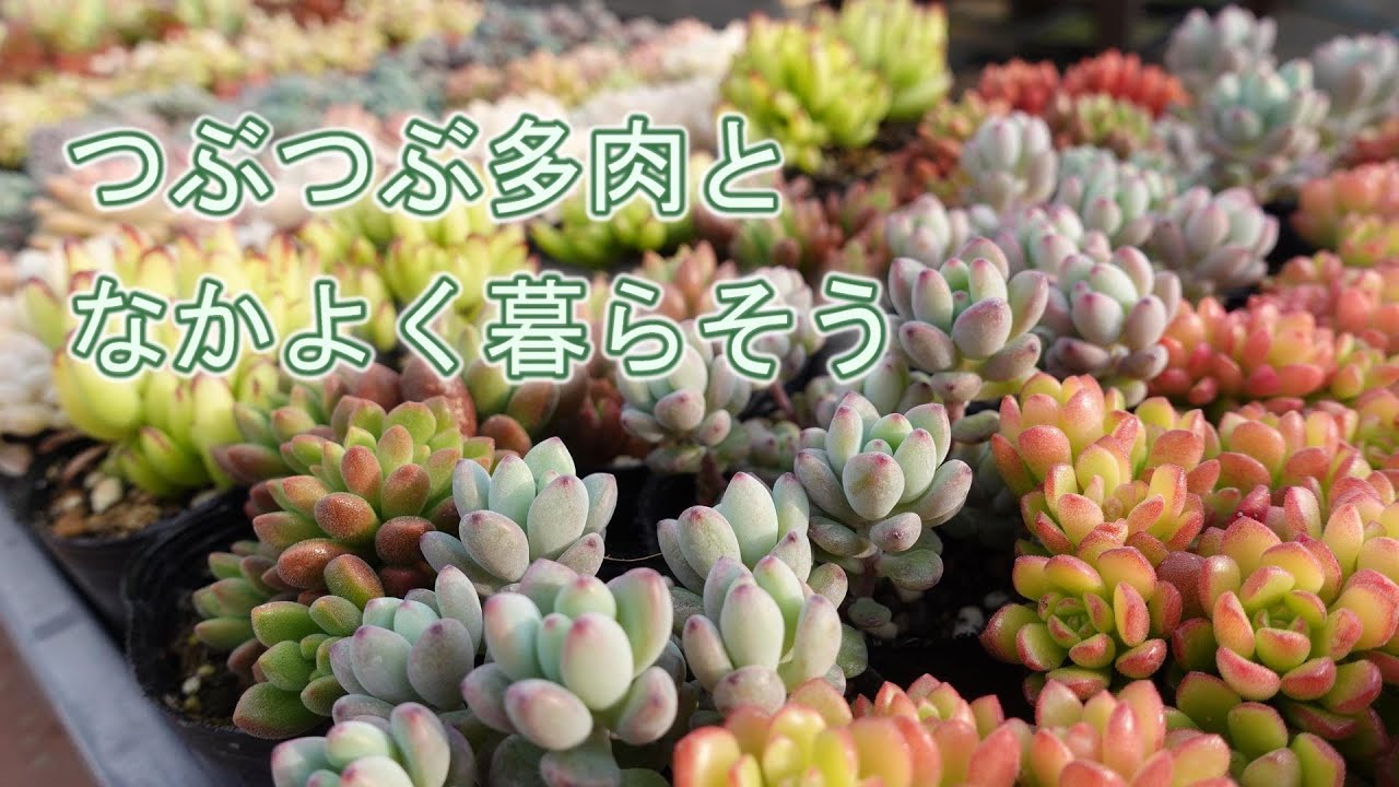 1. I live happily and happily with my tiny succulents! - YouTube